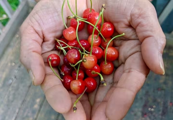 Handful of wild cherries picked on the property