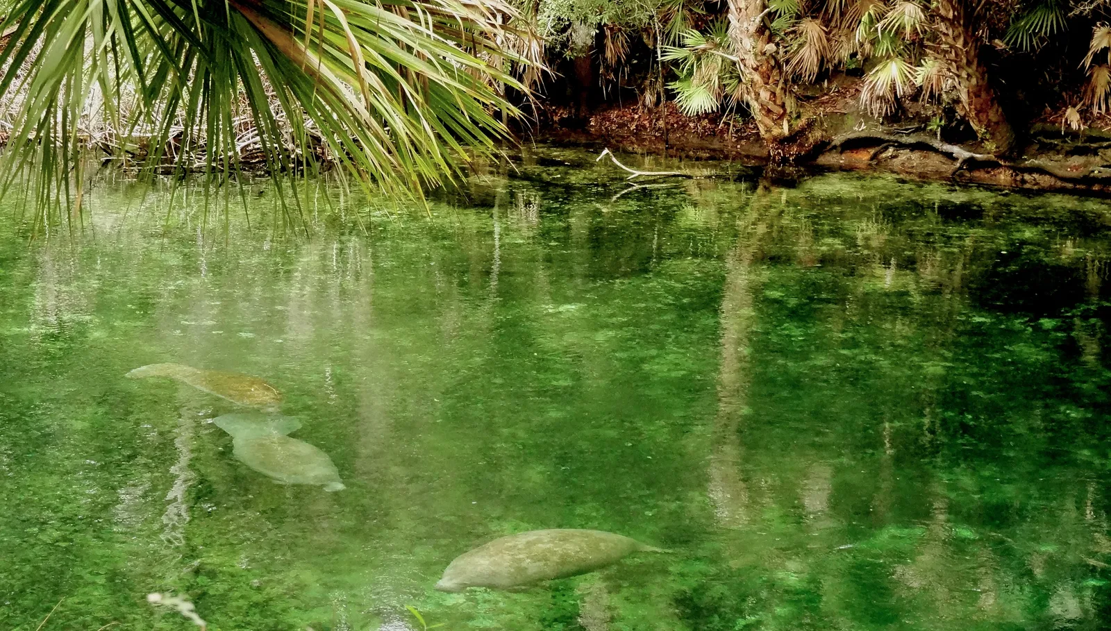Manatees resting in the clear spring water at Blue Spring State Park, shaded by palms